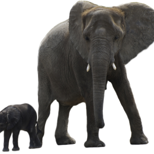 Elephant PNG