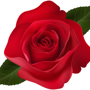 Rose PNG