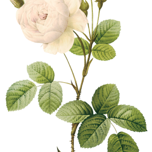 White rose PNG image, flower white rose PNG picture