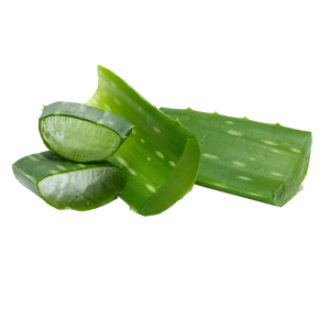 Aloe vera PNG