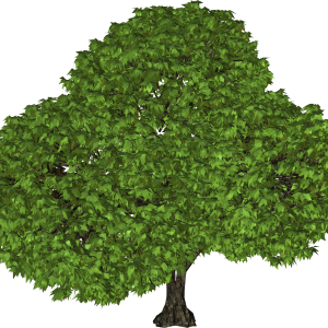 tree png image