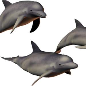 Dolphin PNG