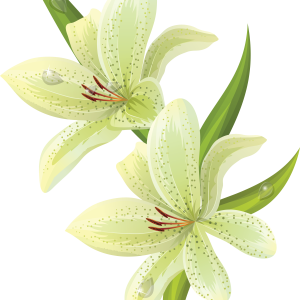 Lilium PNG