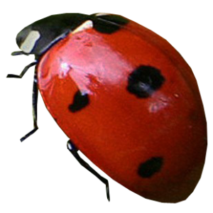 ladybug PNG image
