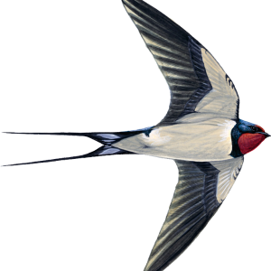 Swallow PNG