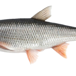 fish PNG image