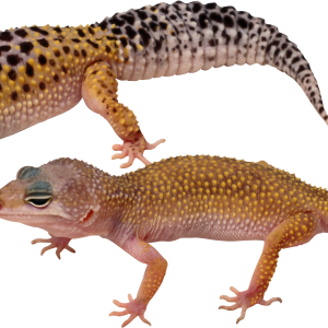Gecko PNG