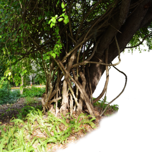 Jungle PNG