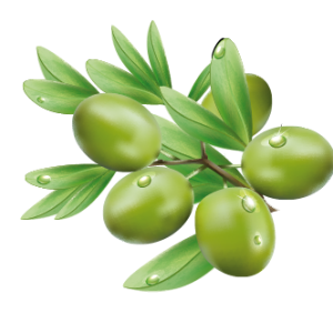 Olive PNG