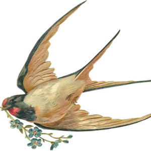 Swallow PNG