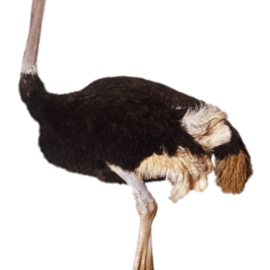 Ostrich PNG