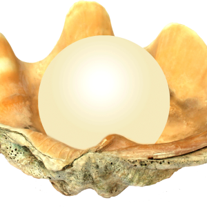Seashell PNG