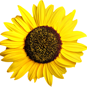 Sunflower PNG