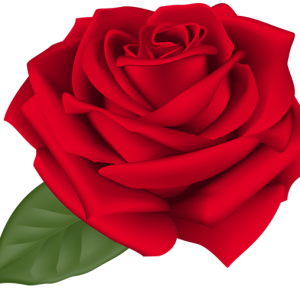 Rose PNG