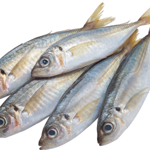Fish PNG