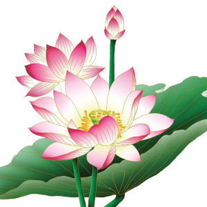 Lotus flower PNG