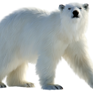Polar white bear PNG