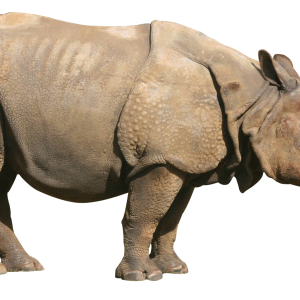 Rhino PNG
