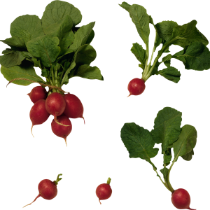 Radish PNG