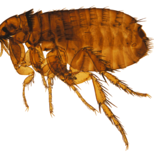 Flea PNG