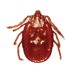 Tick insect PNG