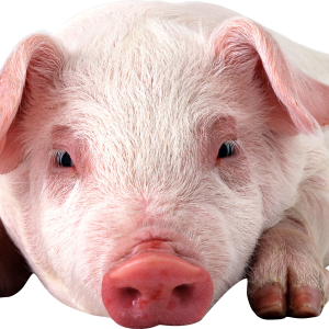 pig PNG image