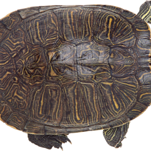 Turtle PNG