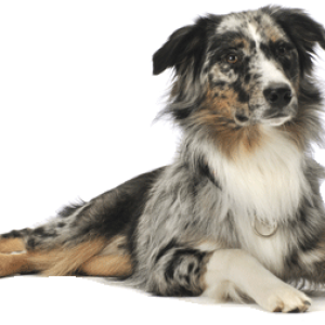 dog PNG image