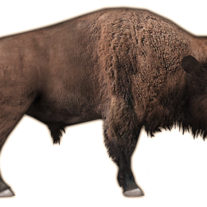 Bison PNG