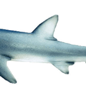 Shark PNG image