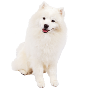 Samoyed PNG