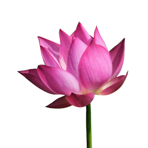 Lotus flower PNG