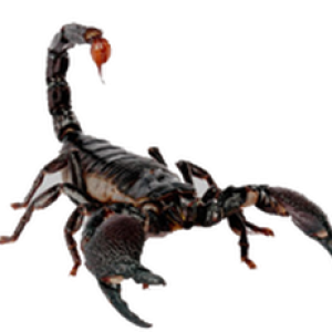 Scorpion PNG