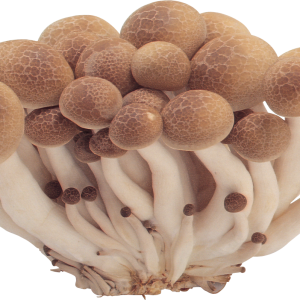 Mushrooms PNG image