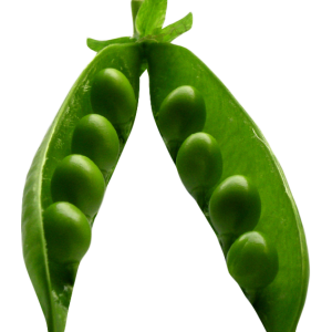 Pea PNG