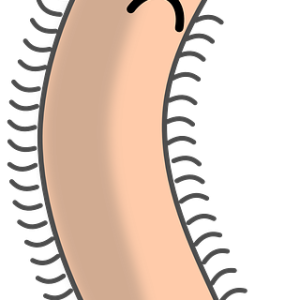 Bacteria PNG
