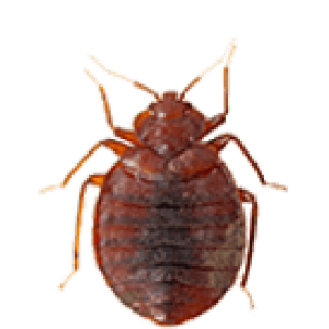 Bed bug PNG