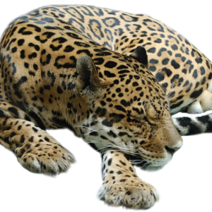 Cheetah PNG