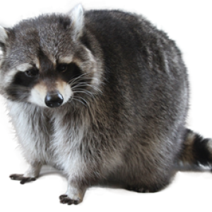 Raccoon PNG