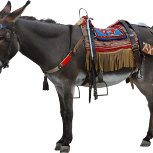 Donkey PNG