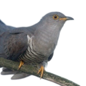 Cuckoo PNG