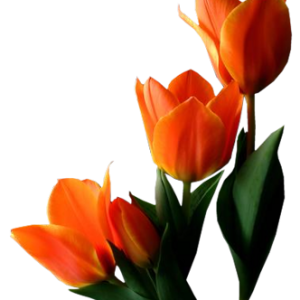 Tulip PNG image