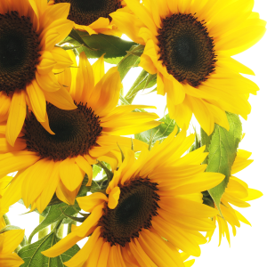Sunflower PNG