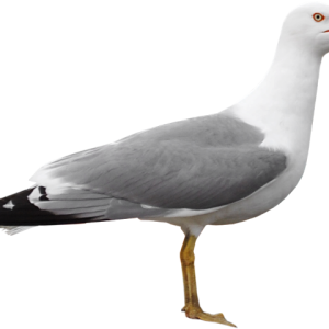 Gull PNG