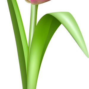 Tulip PNG image