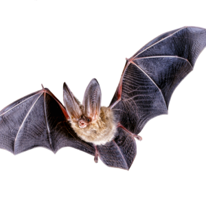 Bat PNG