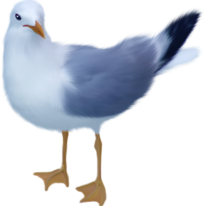 Gull PNG