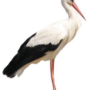 Stork PNG