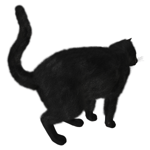 Black Cat PNG image