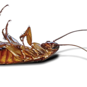 Roach PNG